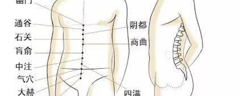 冲脉的准确走向位置图 冲脉的准确走向位置图动态图