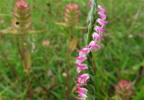 盘龙参的功效与作用(盘龙参的功效与作用保护值物)