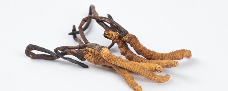 地虫草的功效与作用（地虫草的功效与作用及食用方法）