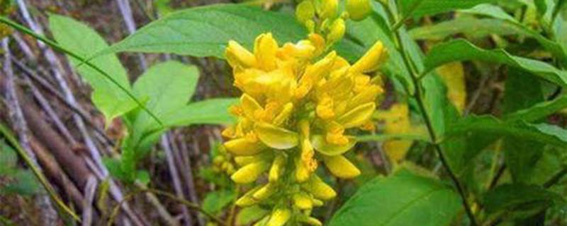 倒水莲的功效与作用（倒水莲的功效与作用,倒水莲的副作用）