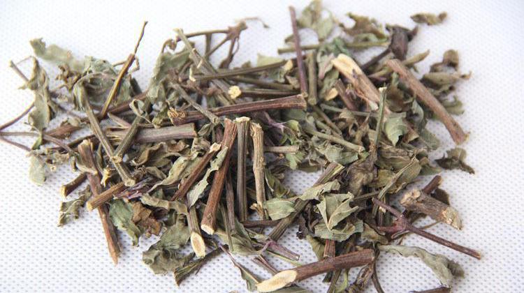 肾茶的功效与作用(肾茶的功效与作用图片)