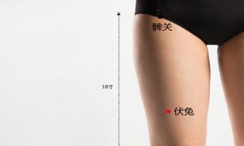 伏兔准确位置图和作用 伏兔的简便定位方法