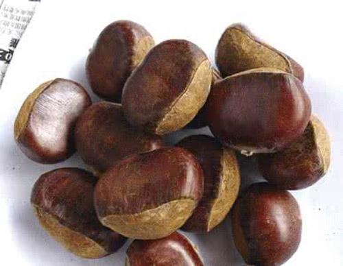 板栗盆栽怎么种植 板栗如何栽种