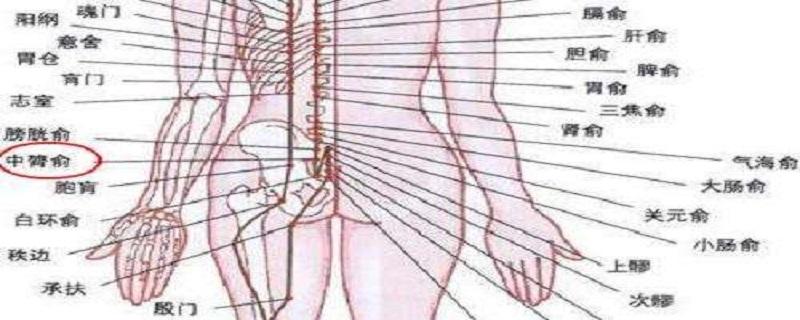中膂俞的准确位置图 中膂俞的准确位置图作用功效