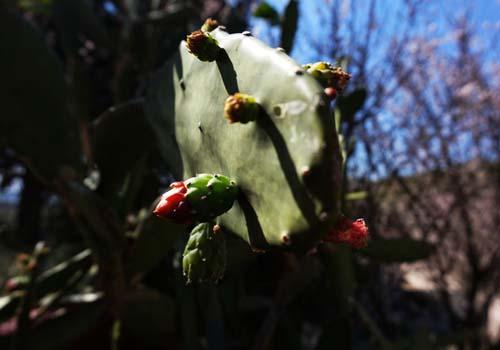 厨房放什么植物最好 厨房放什么植物最好视频