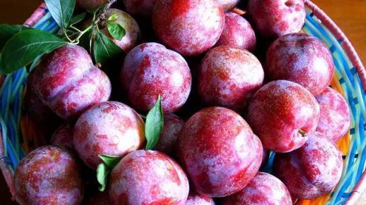 三华李的功效与作用 三华李的功效与作用百度百科