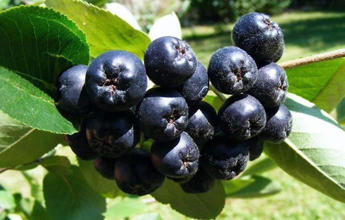 野樱莓泡水喝功效 野樱莓泡水喝功效与作用