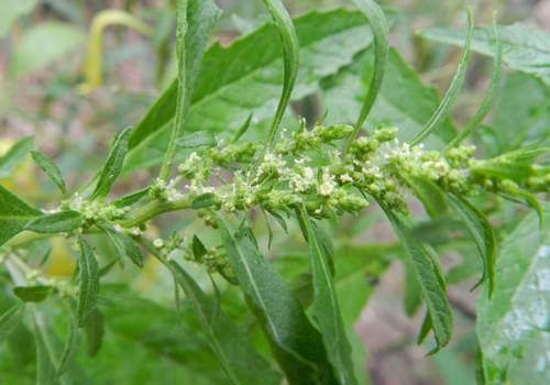 土荆芥的功效与作用 中药土荆芥的功效与作用