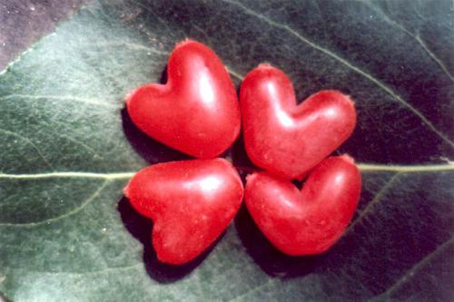 杈杷果的营养价值（杈杷果的营养价值及功效）