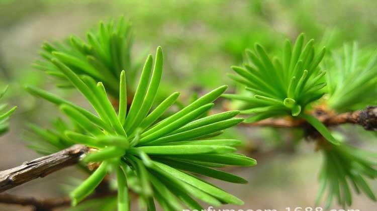松毛泡酒喝了有什么功效（松树毛泡酒的功效与作用）