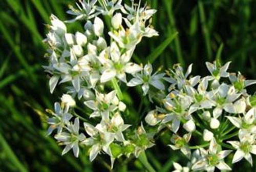 孕妇可以吃韭菜花吗 孕妇可以吃韭菜花吗中期