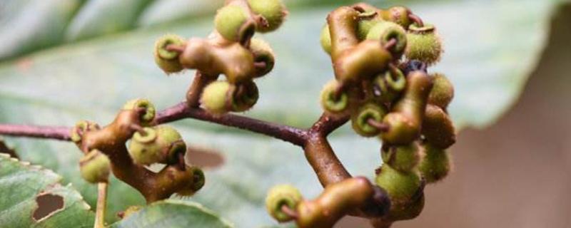 拐枣吃了有啥好处 拐枣吃了有啥好处吗