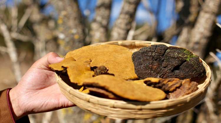 生桑黄的功效与作用 生桑黄有什么作用