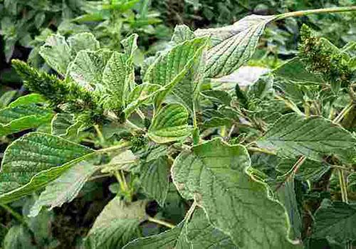 白刺苋的功效（白刺苋的功效和作用）