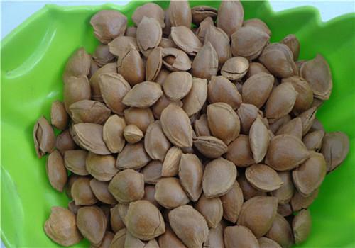 杏核的功效与作用(杏核的功效与作用点)