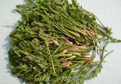 孕妇能吃野芹菜吗 孕妇能吃野芹菜吗中晚期
