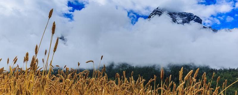 青稞粥怎么做好吃 青稞粥怎么做好吃又简单