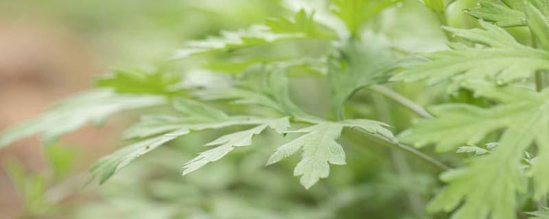 艾叶水能治痔疮吗 艾叶水能治痔疮吗有效果吗