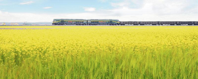 吃青稞米有什么好处 常吃青稞米对身体有伤害吗