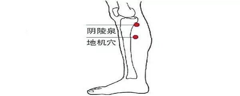 地机是在身体哪个位置 地机的位置图片