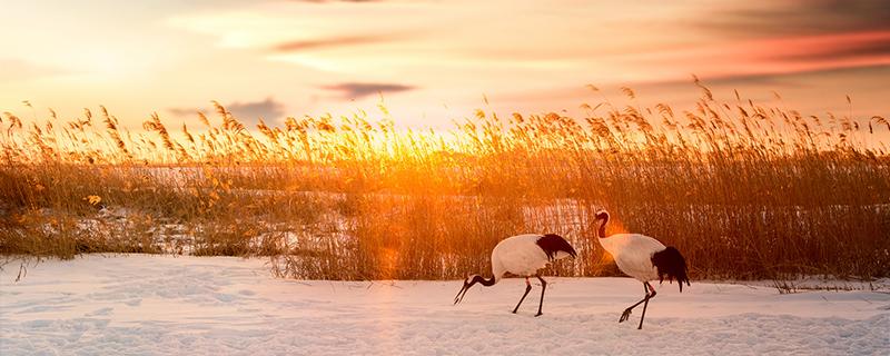 2020年什么时候入九（2020年进九是什么时间开始）