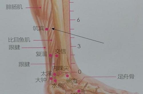 筑宾准确位置图和作用 筑宾准确位置图和作用及功效