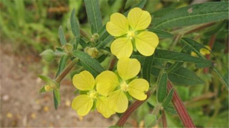 毛草龙的功效与作用 地毛龙草药的功效