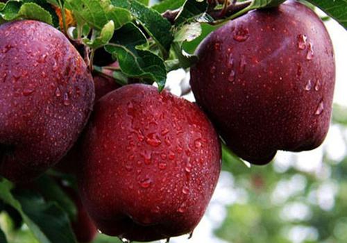 孕妇能吃蛇果吗 孕妇能不能吃蛇果, 蛇果的好处