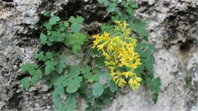 岩黄莲的功效与作用 岩黄莲的功效与作用及禁忌