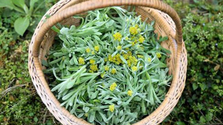 清明菜的功效与作用（清明菜的功效与作用及食用禁忌）