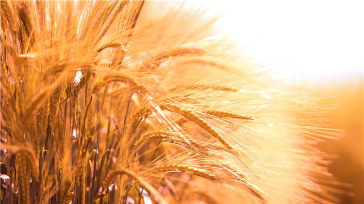 大麦的功效与作用 大麦的功效与作用泡水喝的功效