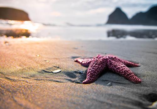 海星的营养价值 海星的营养价值及功效与作用
