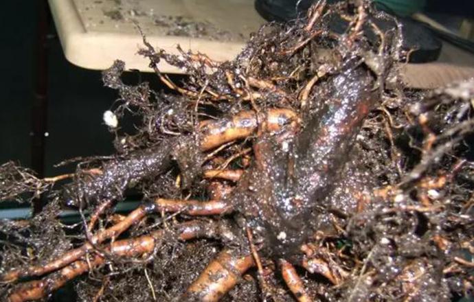 无花果根有什么功效 无花果叶根的功效与作用