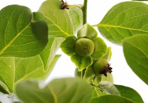 柿子叶孕妇可以吃吗 柿子叶泡水孕妇可以喝么