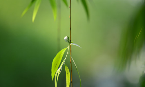 柳叶的营养价值 柳叶的营养成分