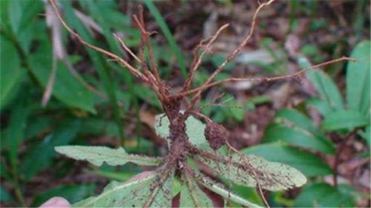 苦地胆的功效与作用 苦地胆的功效与作用,苦地胆的副作用