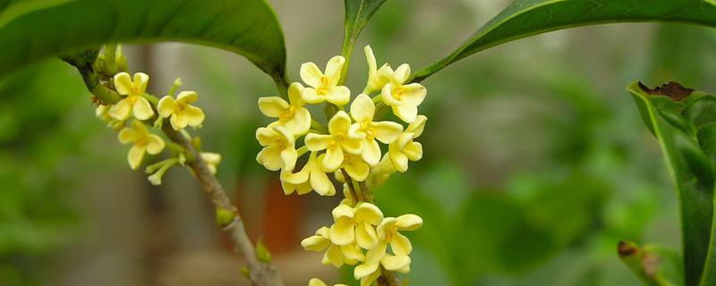 金桂花的功效与作用（金桂花的功效与作用禁忌和副作用）