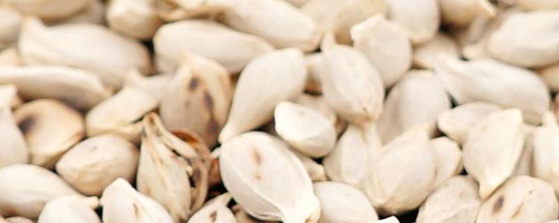 盐橘核的功效与作用（中药盐橘核的功效与作用）