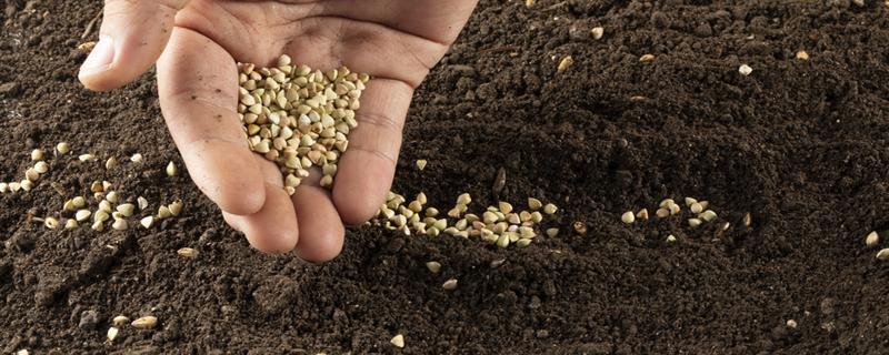 菠菜籽的功效 菠菜籽的功效它的属性是什么