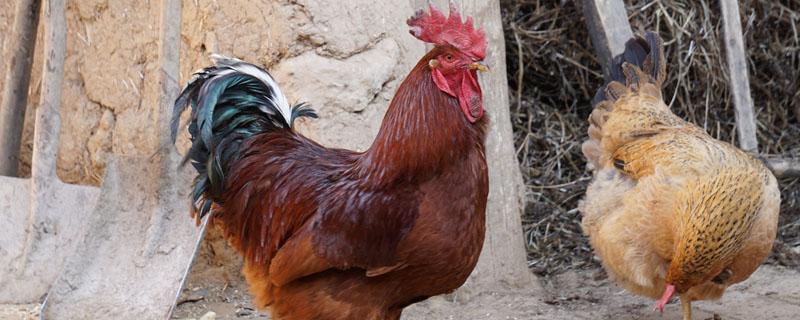 公鸡蛋和母鸡蛋的区别(公鸡蛋和母鸡蛋的区别是什么)