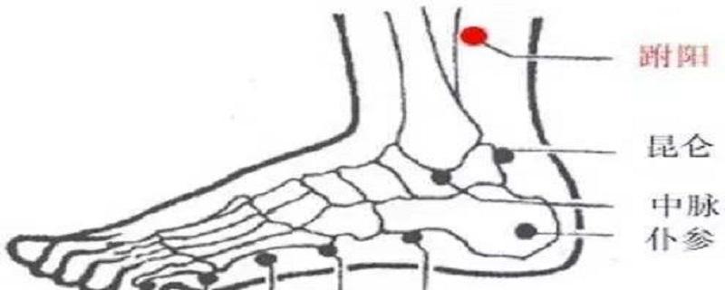 跗阳准确位置图和作用 跗阳的定位和主治