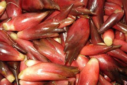 阳荷的营养价值(阳荷的营养价值有哪些)