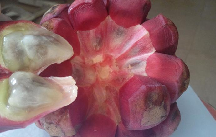 布福娜是什么东西 布福娜果图片