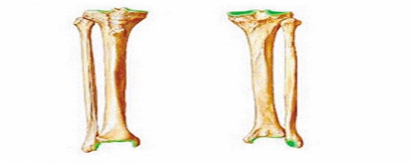 胫骨腓骨的区分 胫骨和腓骨的区别 位置图