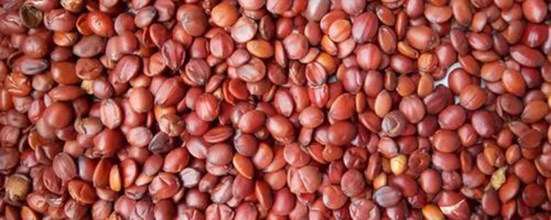 山枣仁的功效与作用（山枣仁的功效与副作用）