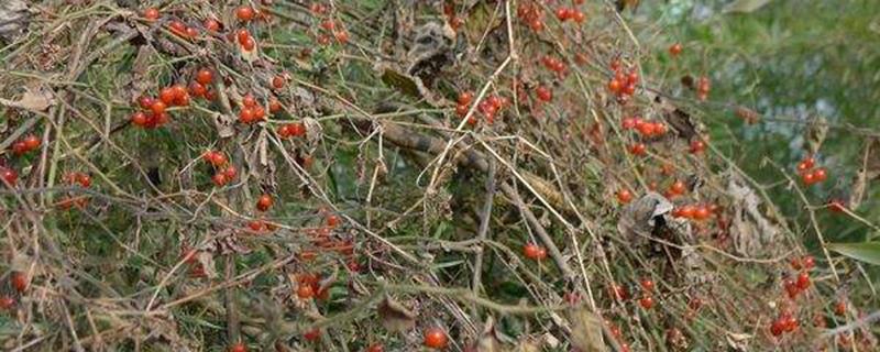 排风藤的功效与作用(鹅蛋煮排风藤的功效与作用)