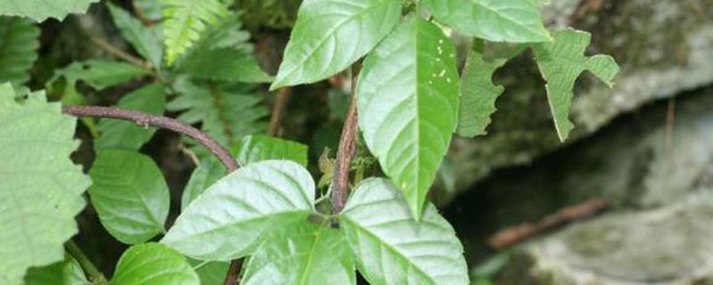 金线吊葫芦的功效与作用（金线吊葫芦的功效与作用和副作用）