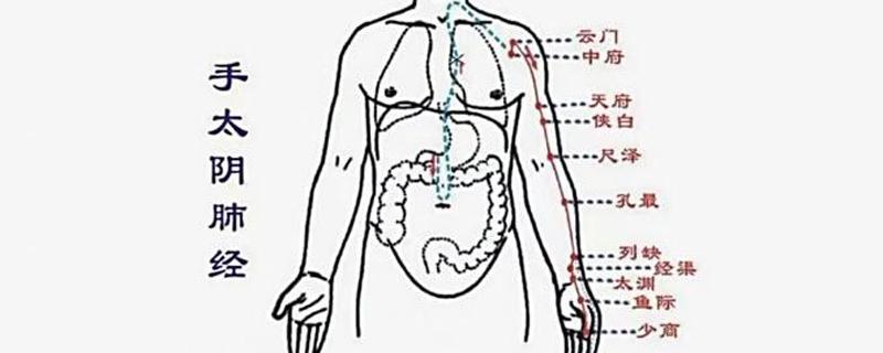 肺经的准确位置和走向 怎样敲打肺经的准确位置和走向