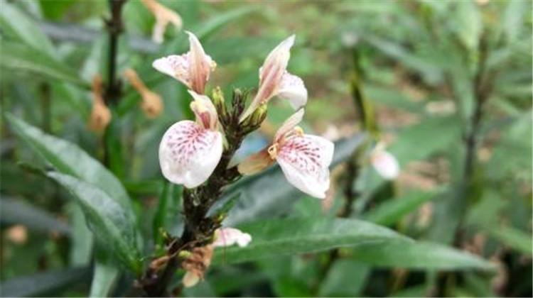 小驳骨的功效与作用(小驳骨的功效与作用和使用方法)