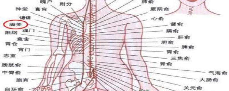 膈关的准确位置 膈关的准确位置图作用功效